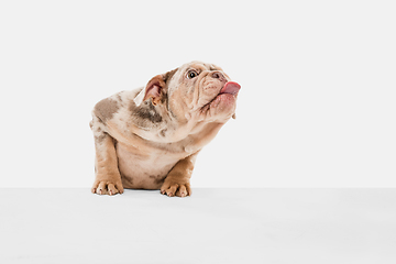 Image showing Merle French Bulldog playing on white studio background