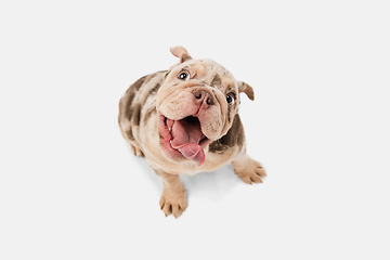 Image showing Merle French Bulldog playing on white studio background