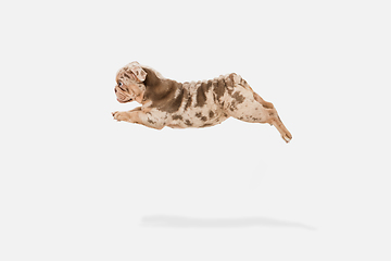 Image showing Merle French Bulldog playing on white studio background