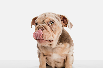 Image showing Merle French Bulldog playing on white studio background