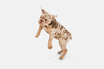 Image showing Merle French Bulldog playing on white studio background