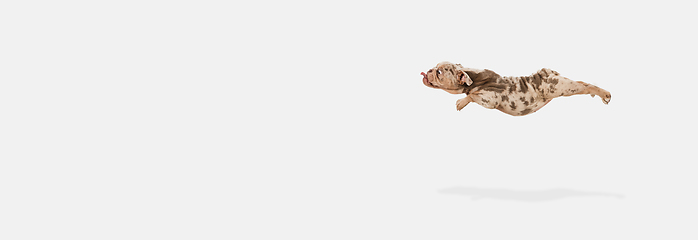 Image showing Merle French Bulldog playing on white studio background