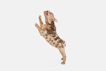 Image showing Merle French Bulldog playing on white studio background