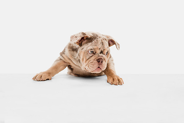 Image showing Merle French Bulldog playing on white studio background