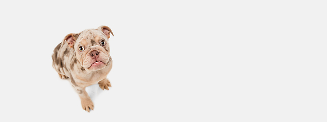 Image showing Merle French Bulldog playing on white studio background