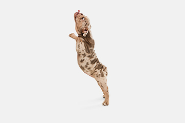 Image showing Merle French Bulldog playing on white studio background