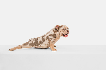 Image showing Merle French Bulldog playing on white studio background