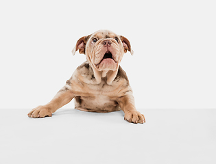 Image showing Merle French Bulldog playing on white studio background