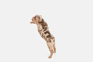 Image showing Merle French Bulldog playing on white studio background