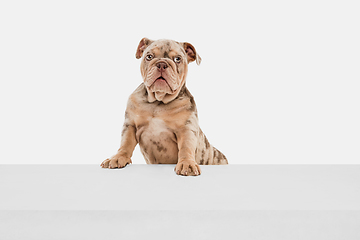 Image showing Merle French Bulldog playing on white studio background