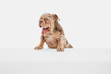 Image showing Merle French Bulldog playing on white studio background