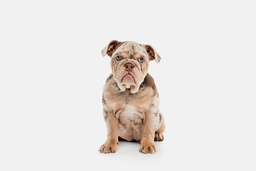 Image showing Merle French Bulldog playing on white studio background