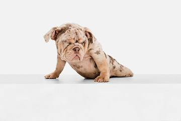 Image showing Merle French Bulldog playing on white studio background