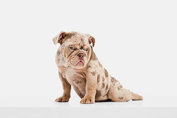 Image showing Merle French Bulldog playing on white studio background