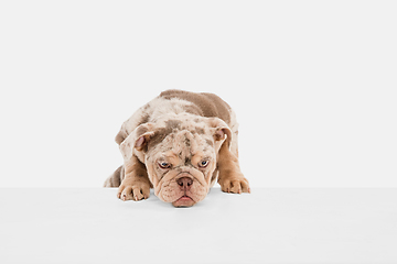 Image showing Merle French Bulldog playing on white studio background