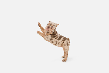 Image showing Merle French Bulldog playing on white studio background