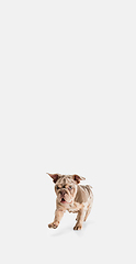 Image showing Merle French Bulldog playing on white studio background