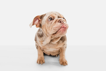 Image showing Merle French Bulldog playing on white studio background