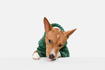 Image showing Cute puppy of Basenji dog posing in green sweater isolated over white background