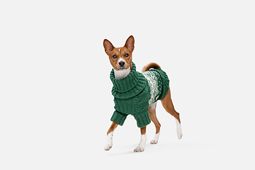 Image showing Cute puppy of Basenji dog posing in green sweater isolated over white background