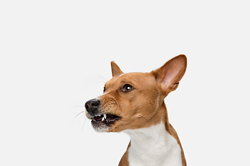 Image showing Cute puppy of Basenji dog posing isolated over white background