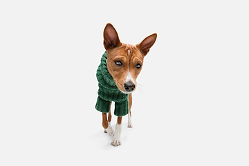 Image showing Cute puppy of Basenji dog posing in green sweater isolated over white background