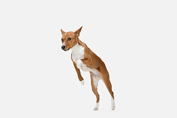 Image showing Cute puppy of Basenji dog posing isolated over white background
