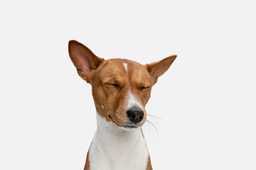 Image showing Cute puppy of Basenji dog posing isolated over white background