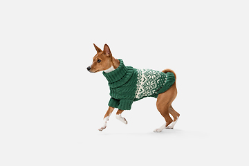 Image showing Cute puppy of Basenji dog posing in green sweater isolated over white background