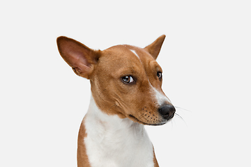 Image showing Cute puppy of Basenji dog posing isolated over white background