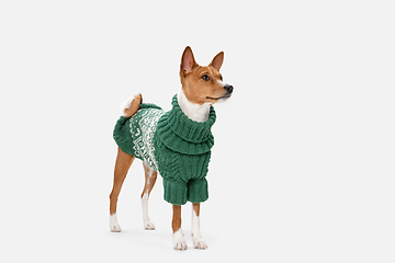 Image showing Cute puppy of Basenji dog posing in green sweater isolated over white background