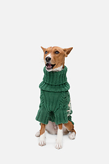 Image showing Cute puppy of Basenji dog posing in green sweater isolated over white background