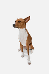 Image showing Cute puppy of Basenji dog posing isolated over white background