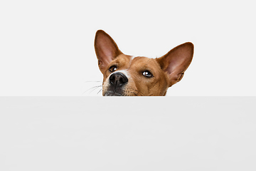 Image showing Cute puppy of Basenji dog posing isolated over white background