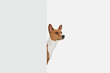 Image showing Cute puppy of Basenji dog posing isolated over white background