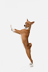 Image showing Cute puppy of Basenji dog posing isolated over white background