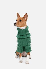 Image showing Cute puppy of Basenji dog posing in green sweater isolated over white background