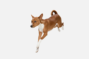 Image showing Cute puppy of Basenji dog posing isolated over white background