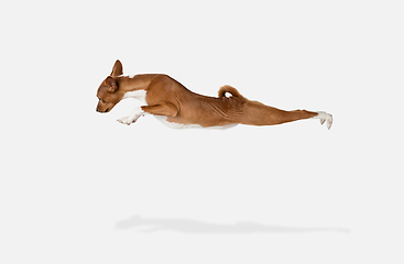 Image showing Cute puppy of Basenji dog posing isolated over white background