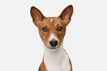 Image showing Cute puppy of Basenji dog posing isolated over white background