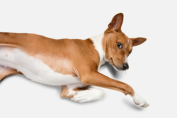 Image showing Cute puppy of Basenji dog posing isolated over white background