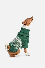 Image showing Cute puppy of Basenji dog posing in green sweater isolated over white background