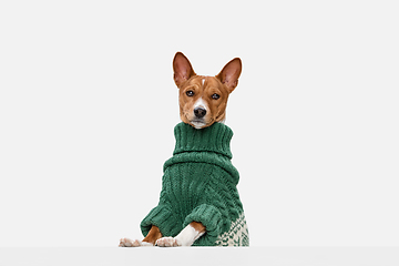 Image showing Cute puppy of Basenji dog posing in green sweater isolated over white background