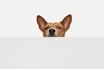 Image showing Cute puppy of Basenji dog posing isolated over white background