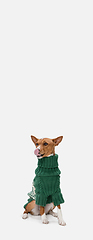 Image showing Cute puppy of Basenji dog posing in green sweater isolated over white background