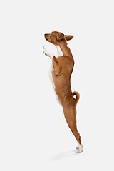 Image showing Cute puppy of Basenji dog posing isolated over white background