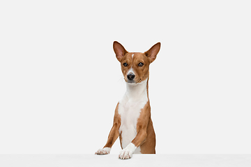 Image showing Cute puppy of Basenji dog posing isolated over white background