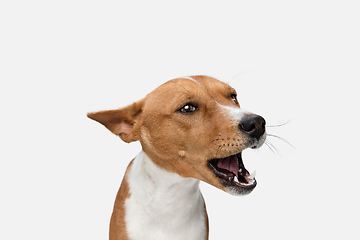 Image showing Cute puppy of Basenji dog posing isolated over white background