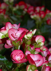 Image showing Colored flowers