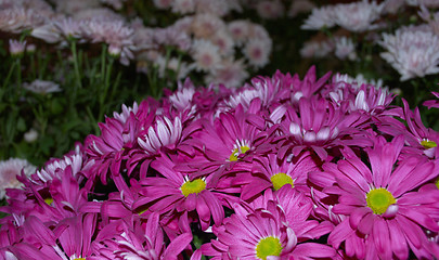 Image showing Colored flowers